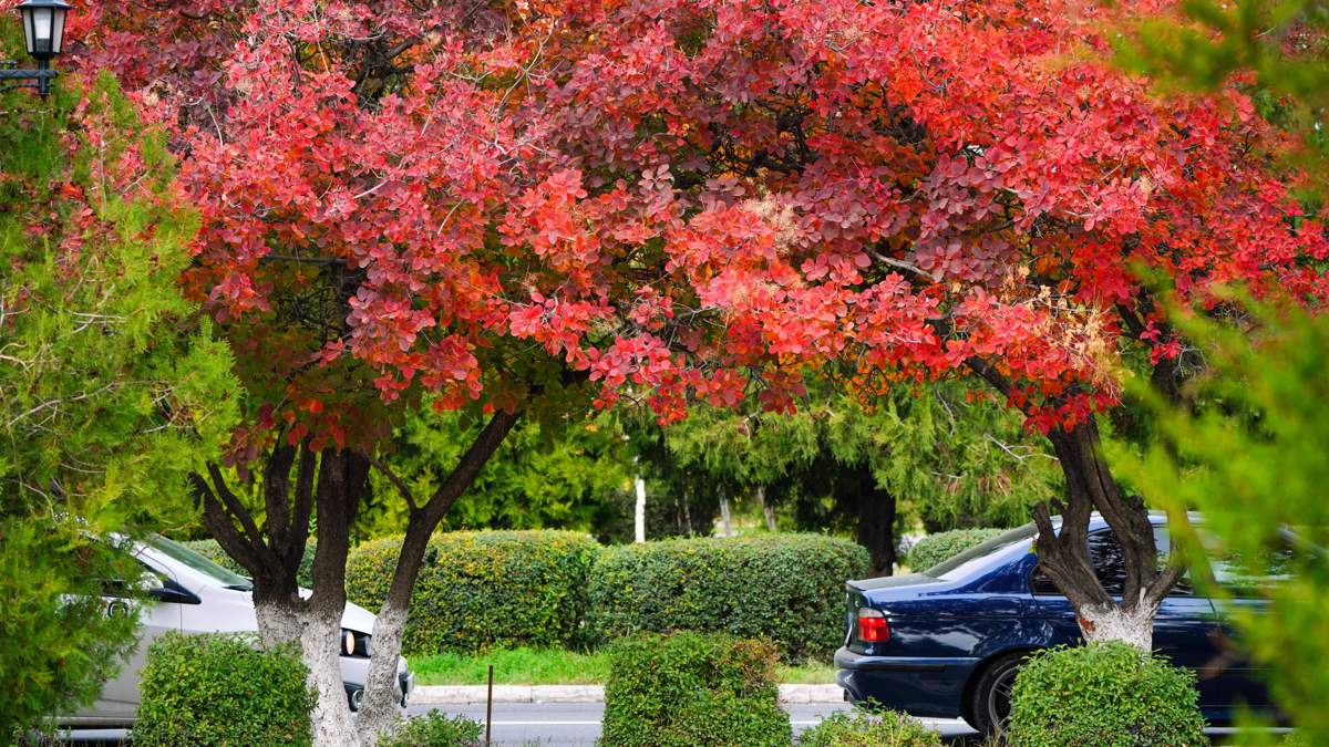 Какие новые парки построят в Алматы в этом году