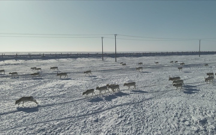 Миграция года: почему степные антилопы пришли к Аралу