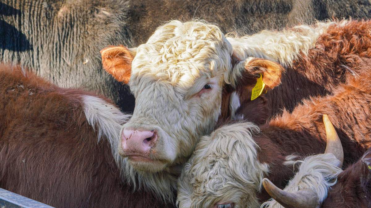 Минсельхоз Казахстана опроверг информацию о вынужденном убое скота