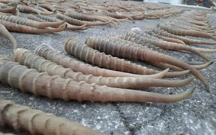 Казахстан может начать продажу рогов сайгака через пару месяцев