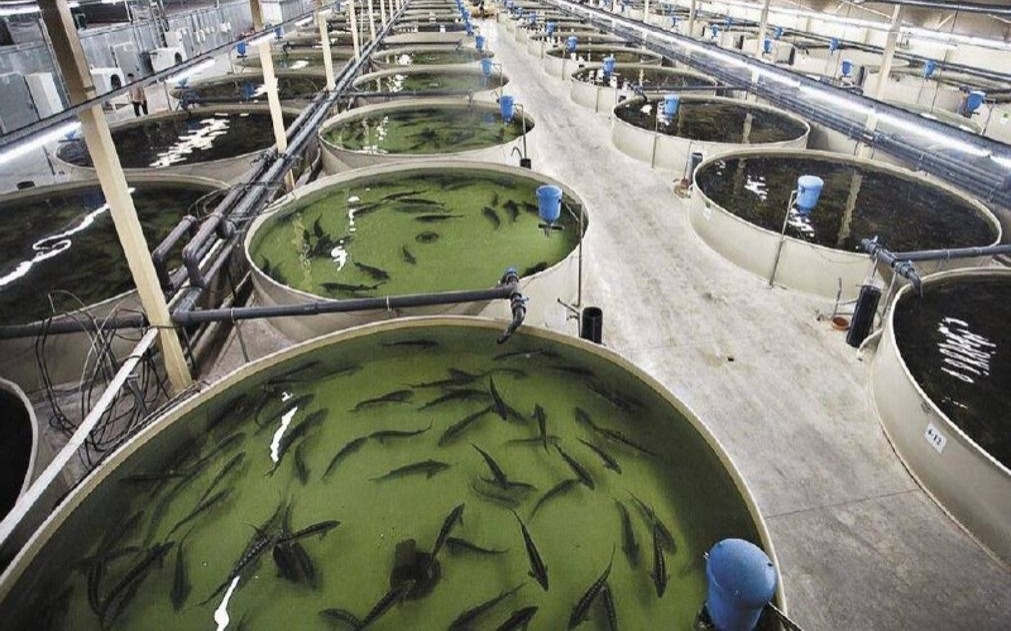 Реализация 40 проектов позволит довести объемы выращивания рыбы до 15 тысяч тонн в РК