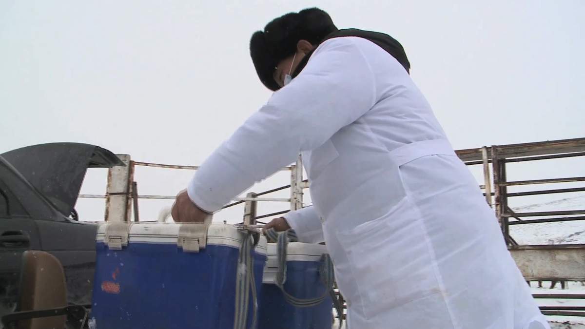 Масштабная вакцинация скота и птицы стартует в Костанайской области