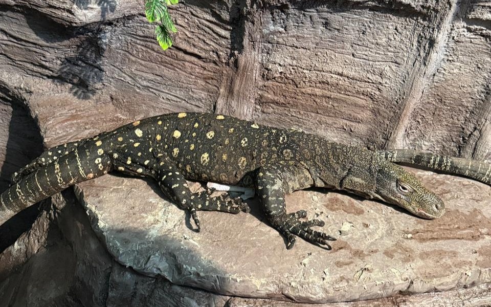 Гигантские ящерицы из Новой Гвинеи поселились в Алматинском зоопарке