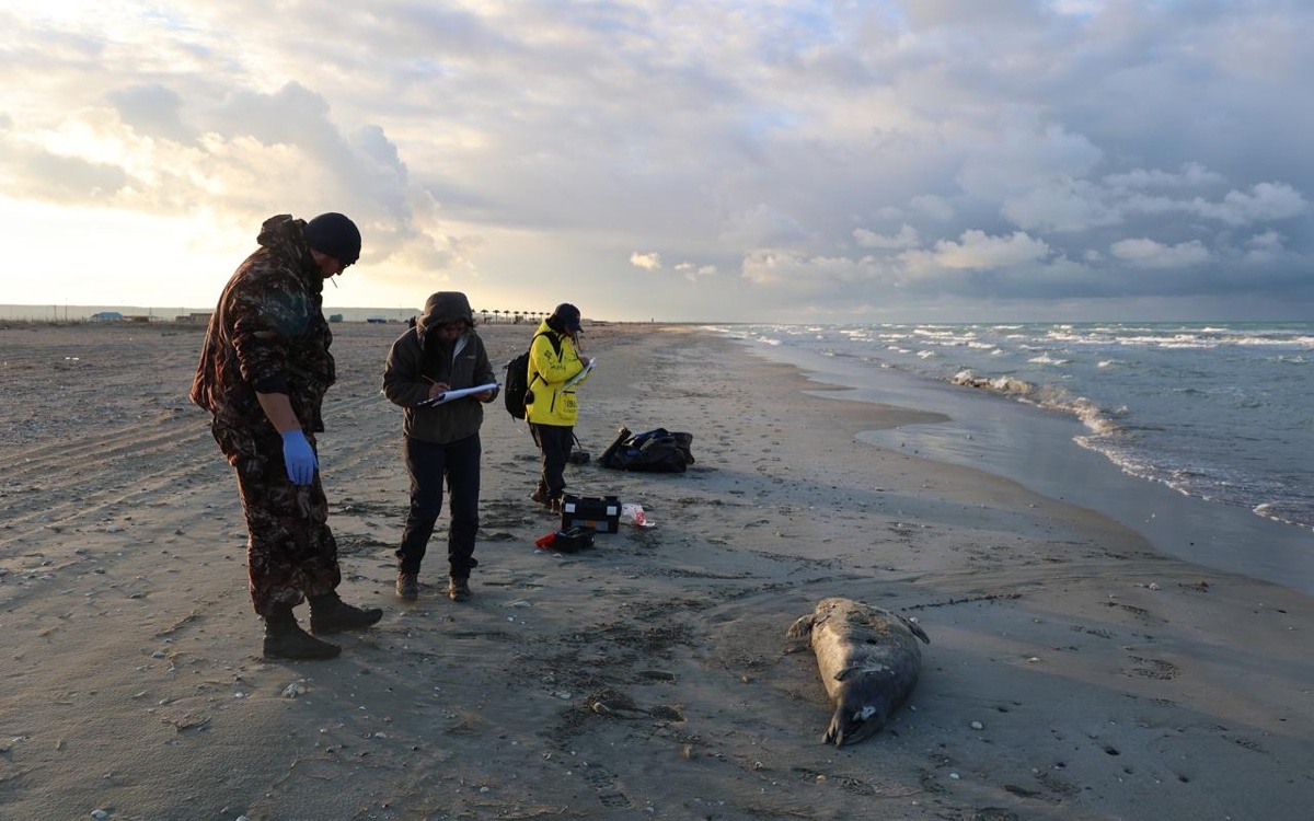 За последние четыре года в Мангистауской области погибли 3 433 тюленя