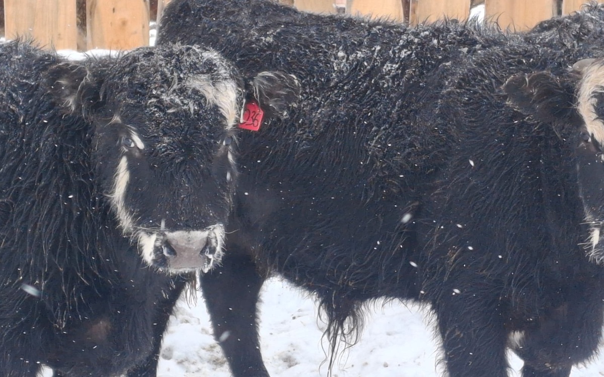 Почему карагандинские фермеры рискуют остаться за бортом мясного рынка