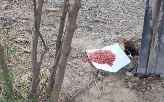 Более 47 гектаров территорий Алматы обработают от грызунов