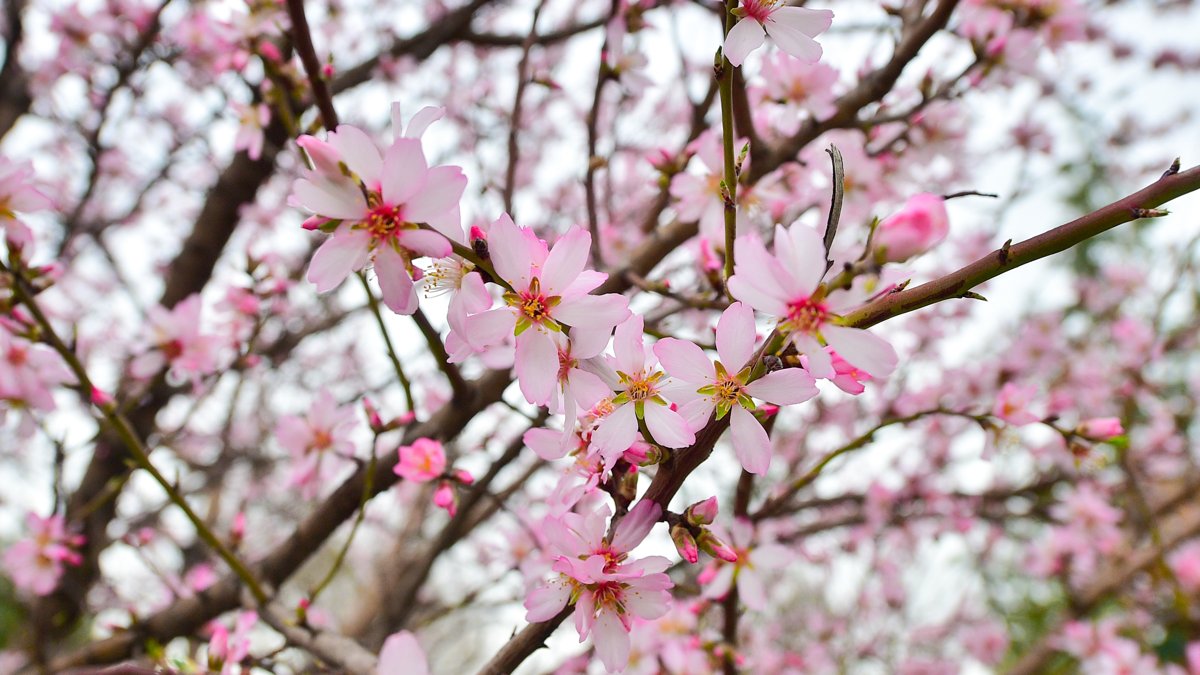 До +20 градусов потеплеет в Казахстане