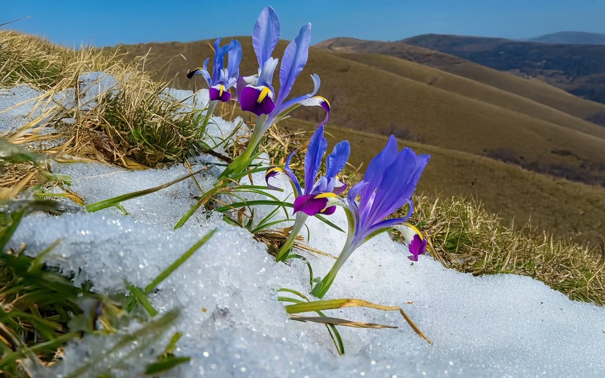 В предгорьях Алматы зацвели ирисы