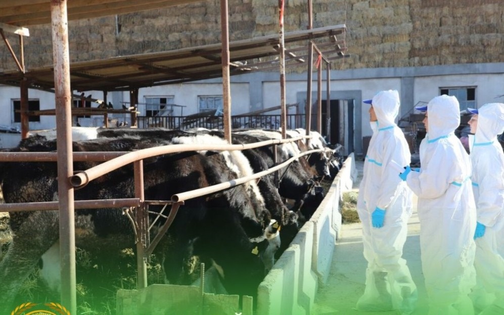 Кыргызстан ужесточил ветеринарный контроль за ввозом скота и мяса