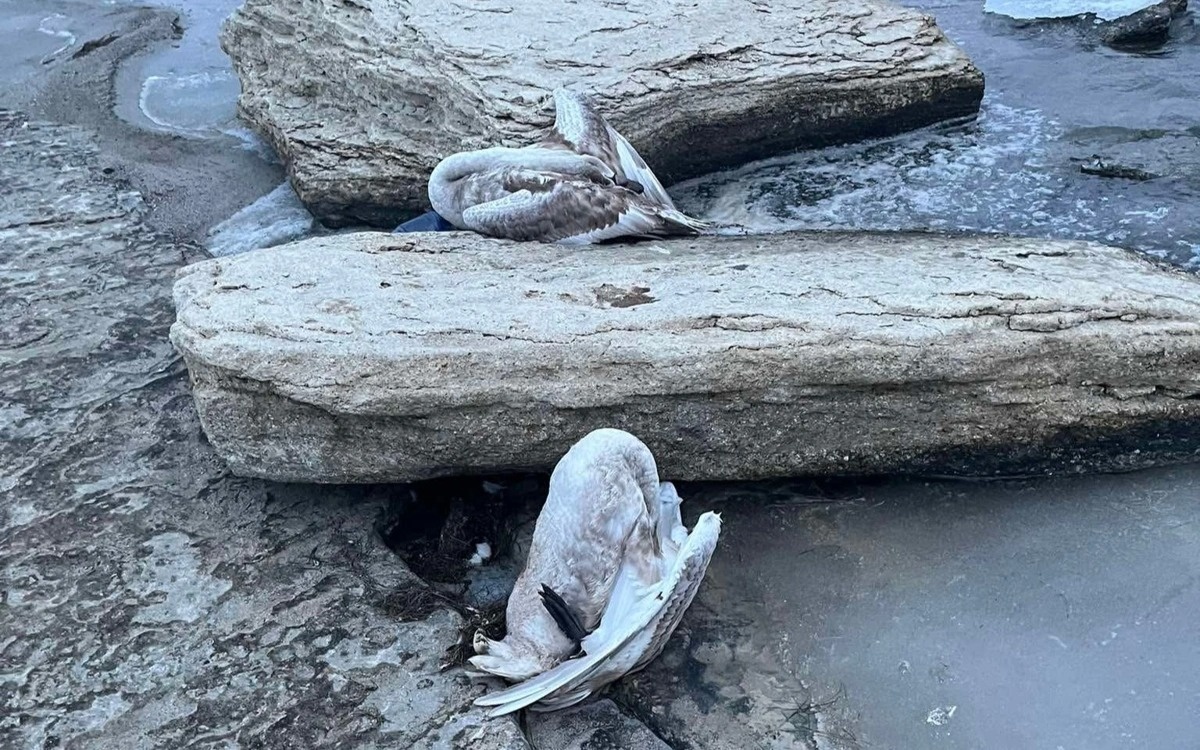 На побережье Каспийского моря снова обнаружены мертвые лебеди