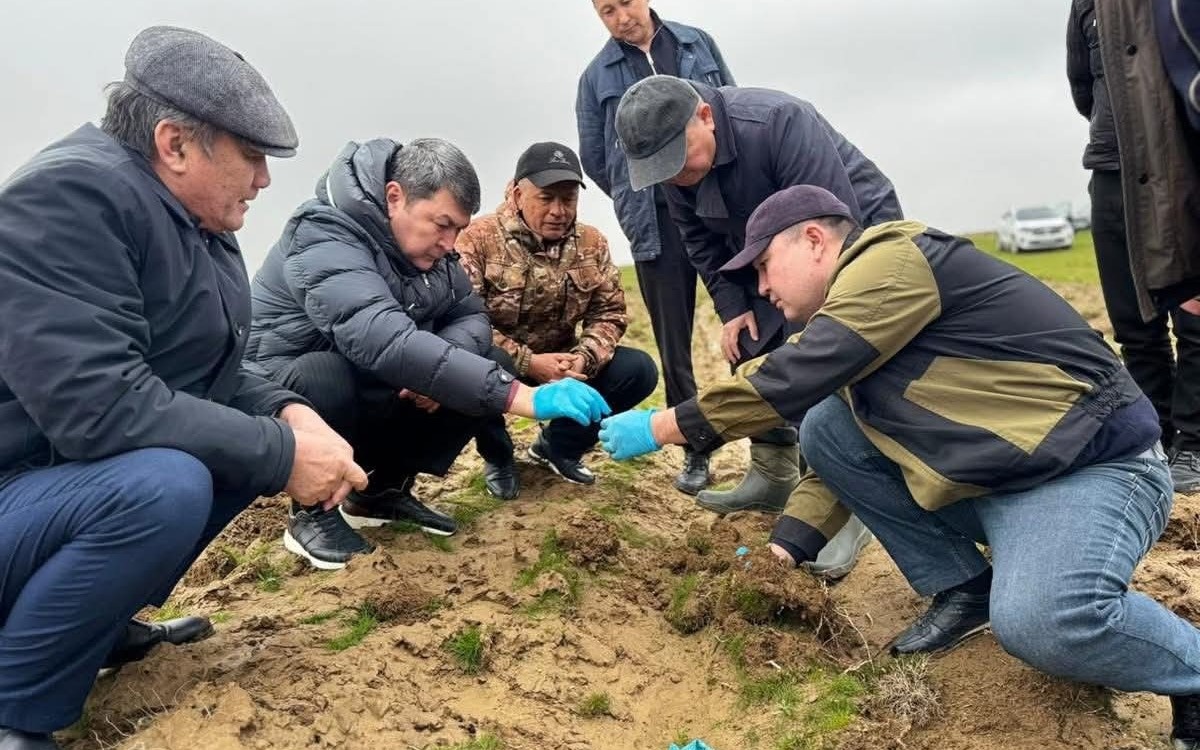 Масштабную обработку от саранчи запускают в Туркестанской области