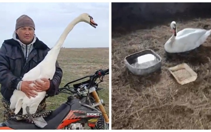 Раненого лебедя спасли в ЗКО