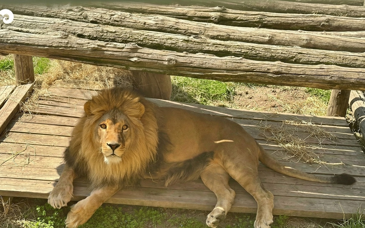 Поведение льва Жумы объяснили в зоопарке Алматы
