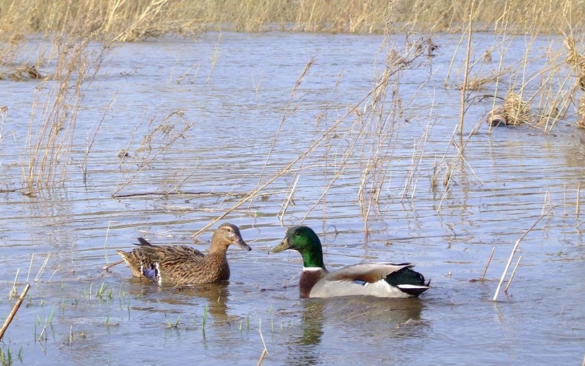 Сезон весенней охоты стартовал в Карагандинской области