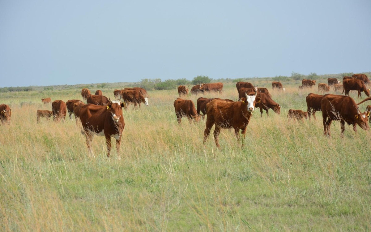 Больше года по вине акимата фермеры не могли получить землю в Жамбылской области