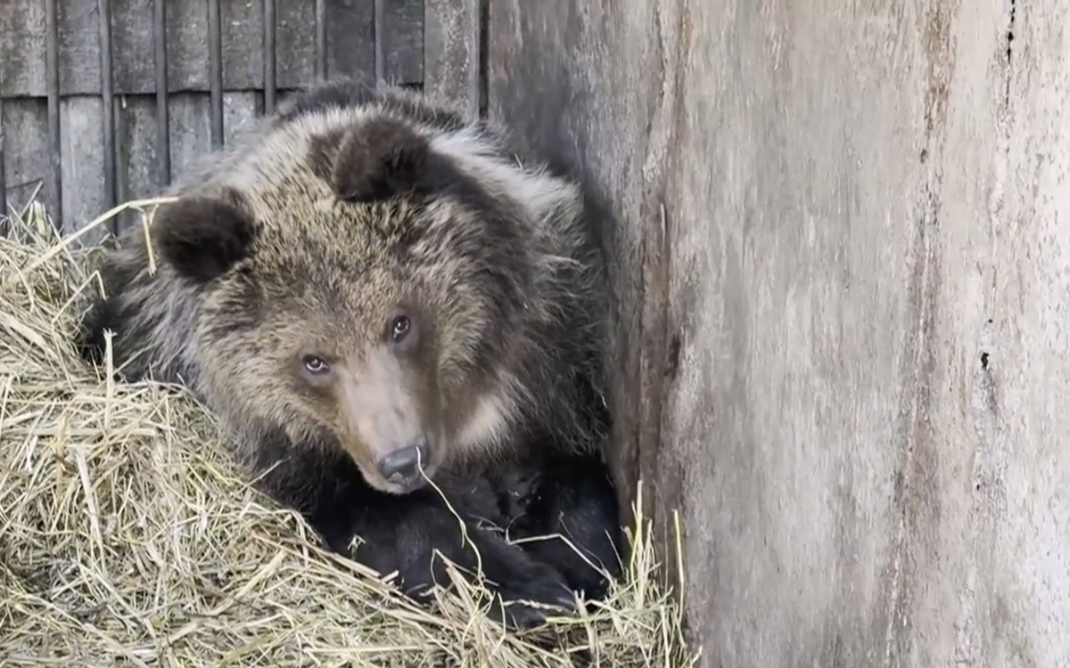 Спасенный медвежонок, берлога сквозь бетон или как зоопарк Усть-Каменогорска пережил зиму