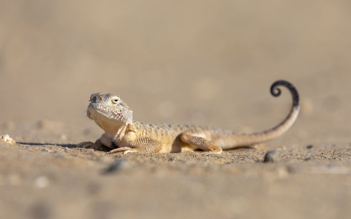 Ящерицы и летучие мыши тормозят строительство небоскреба в Берлине