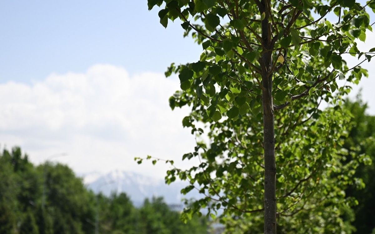 Безопасно для людей и животных: в Алматы началась масштабная обработка деревьев