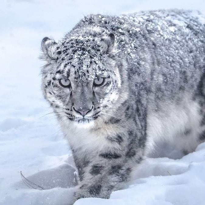 Где скрываются снежные барсы и как они размножаются, рассказал ученый