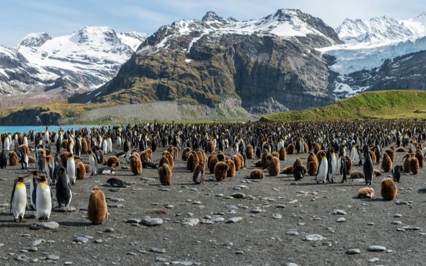 Императорский пингвин и антарктический морской котик признаны исчезающими видами