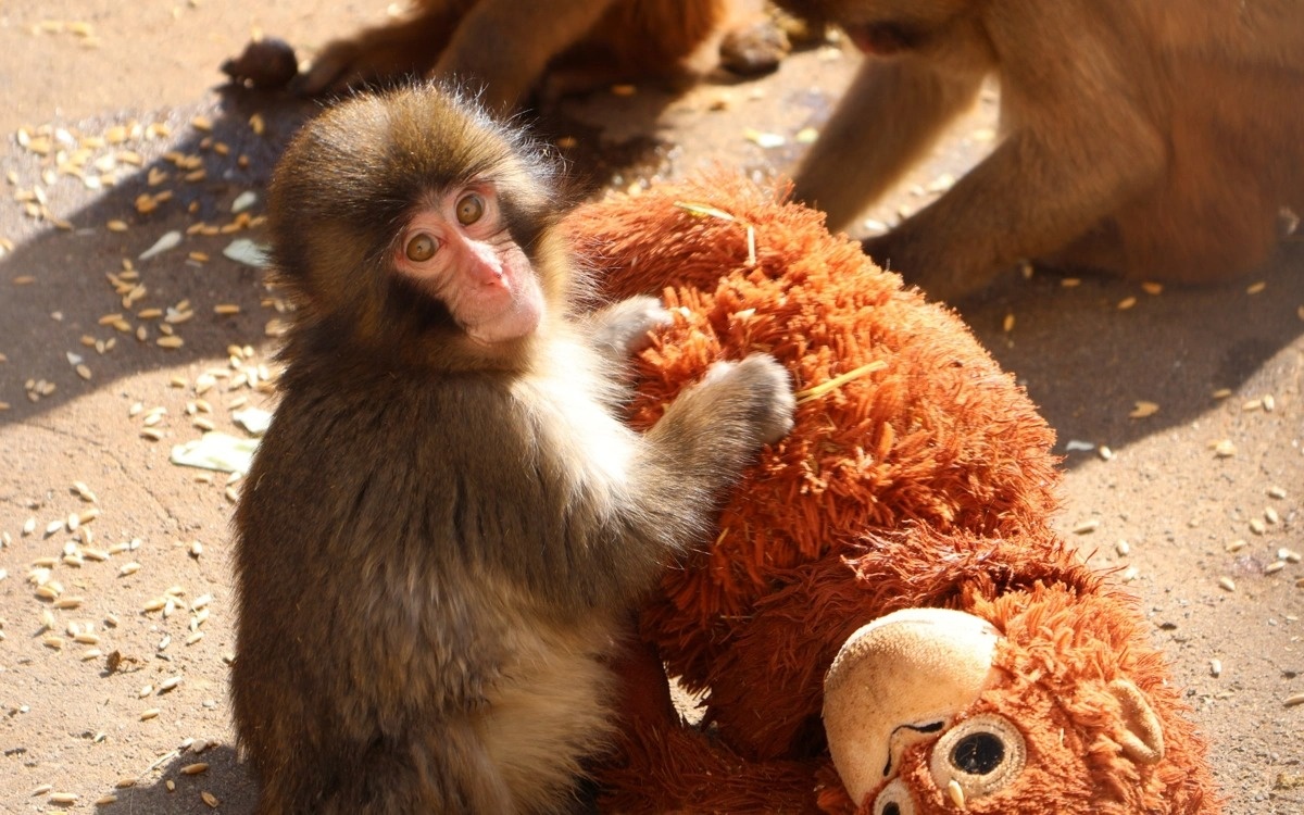 Японский зоопарк побил рекорд посещаемости благодаря популярности обезьянки Панча
