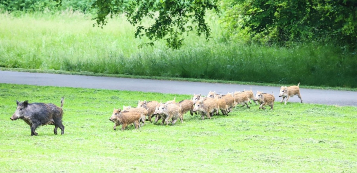 Дикие кабаны все чаще выходят в жилые районы на западе Германии