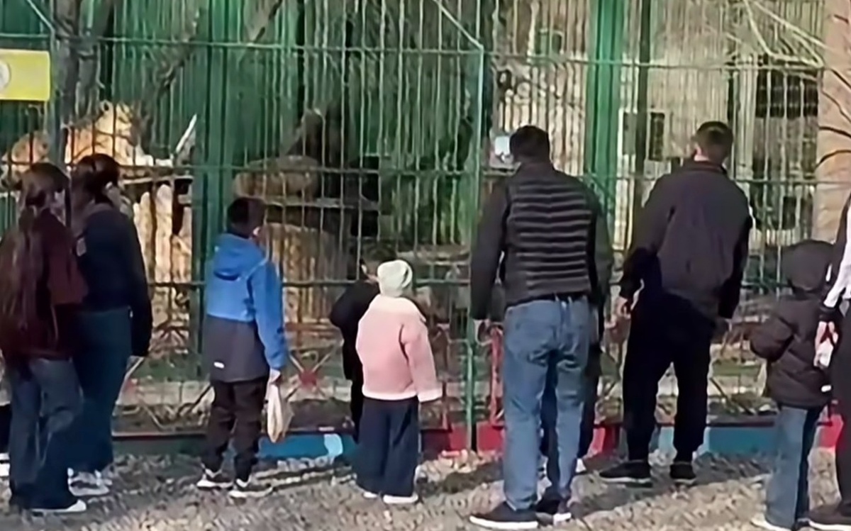 Посетители на глазах у детей забросали камнями вольер со львами в Семее