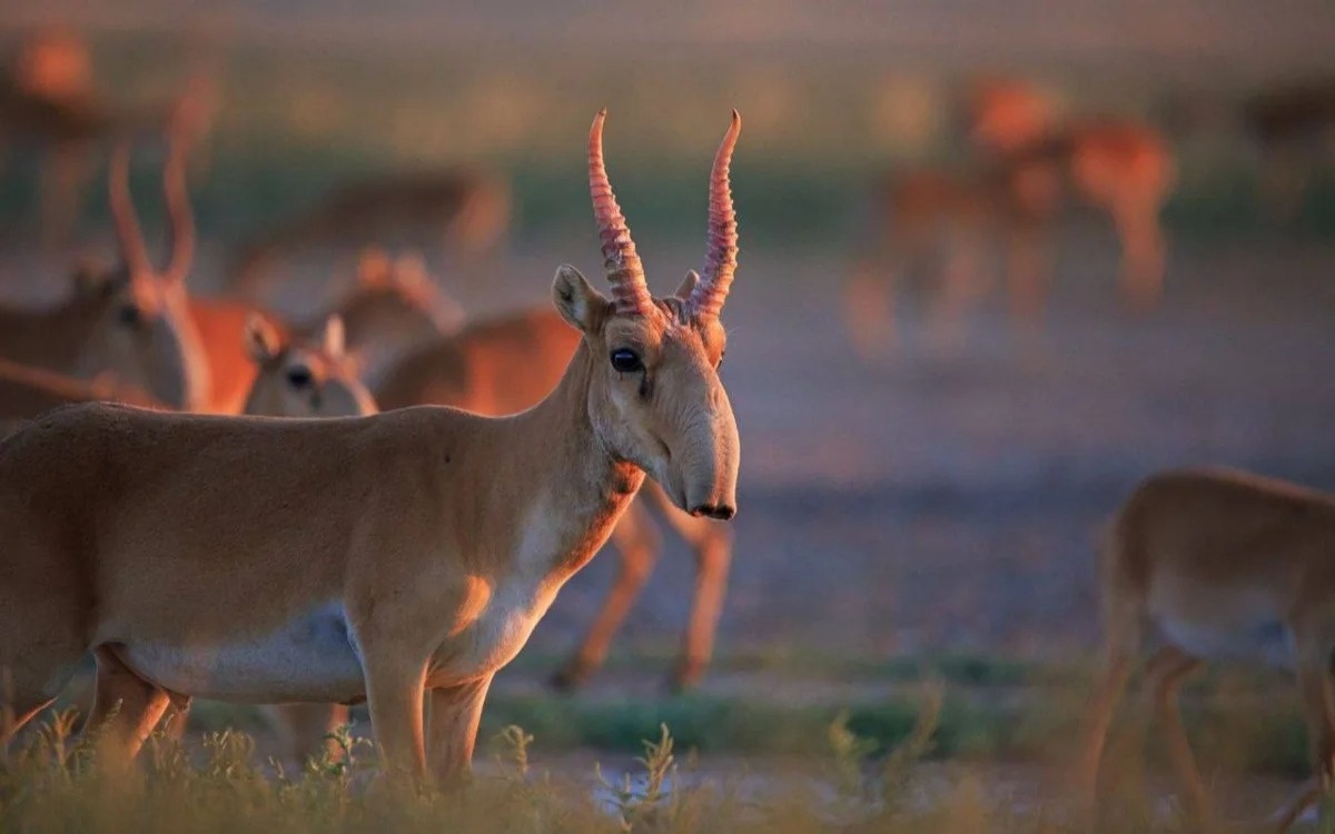 Названы причины гибели сайгаков в Западно-Казахстанской области