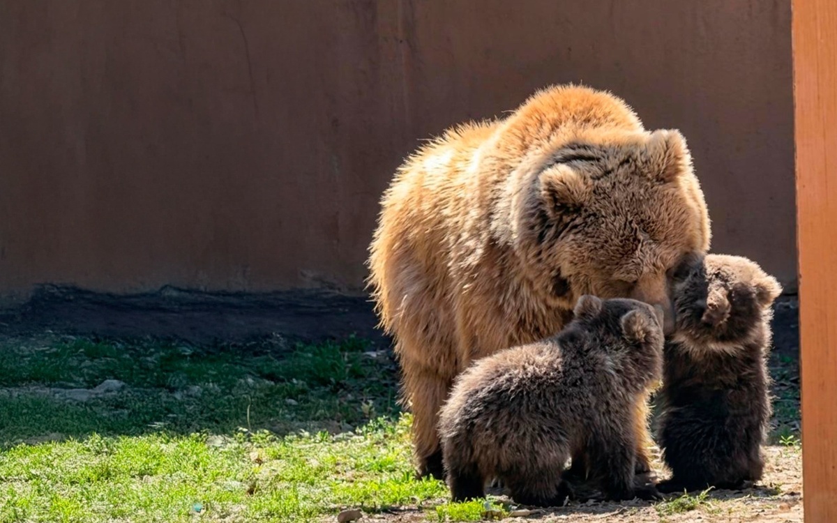 Краснокнижные медвежата родились в зоопарке Алматы
