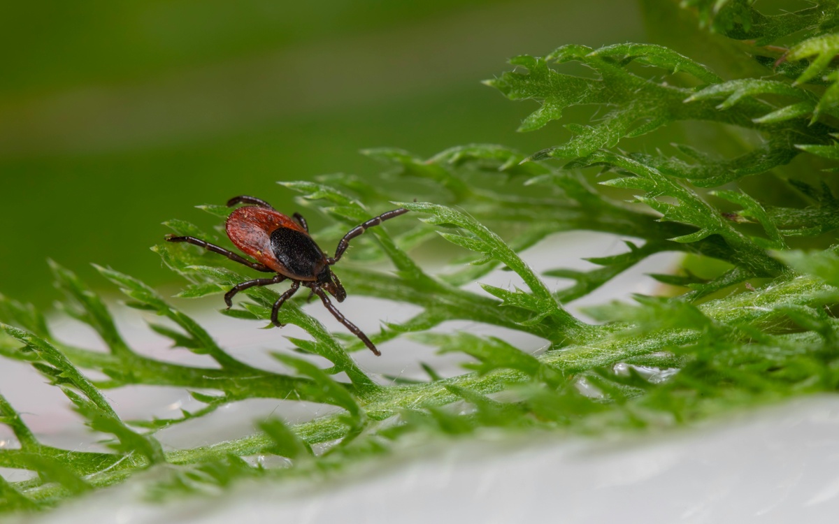 Почти 100 укусов клещей зафиксировали в ВКО