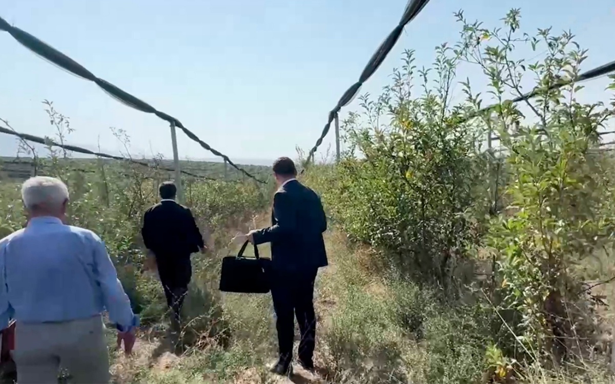 Схему хищения более 430 млн тенге при создании яблоневых садов раскрыли в Шымкенте