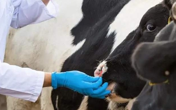 Ветеринаров и аграриев в Казахстане поддержат новыми выплатами и налоговыми льготами