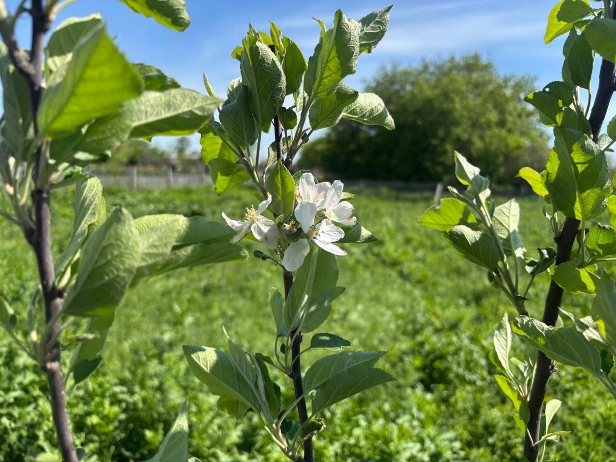 Правовой статус зеленых территорий меняют в Астане