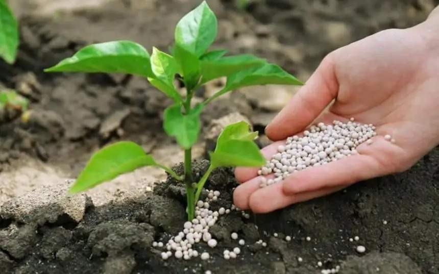 Нормы субсидий на удобрения планируют обновить в Павлодарской области