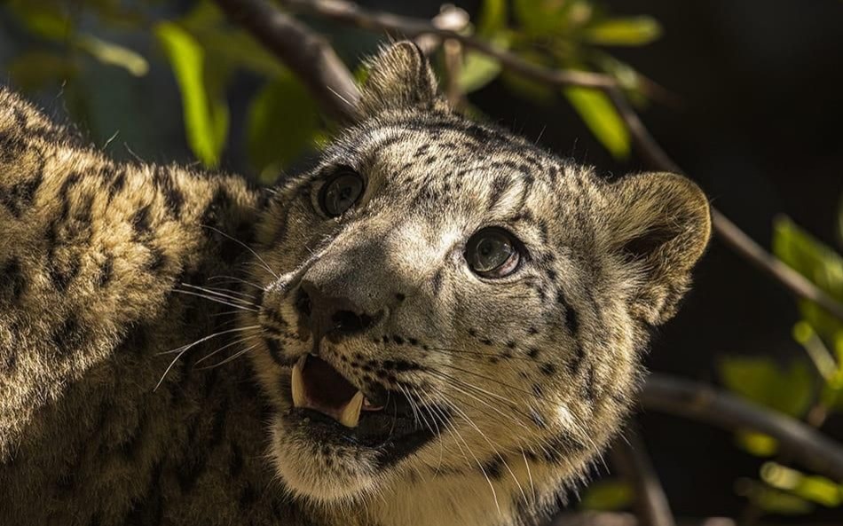 Редкий снежный барс попал в объектив камеры в Алтын-Эмеле