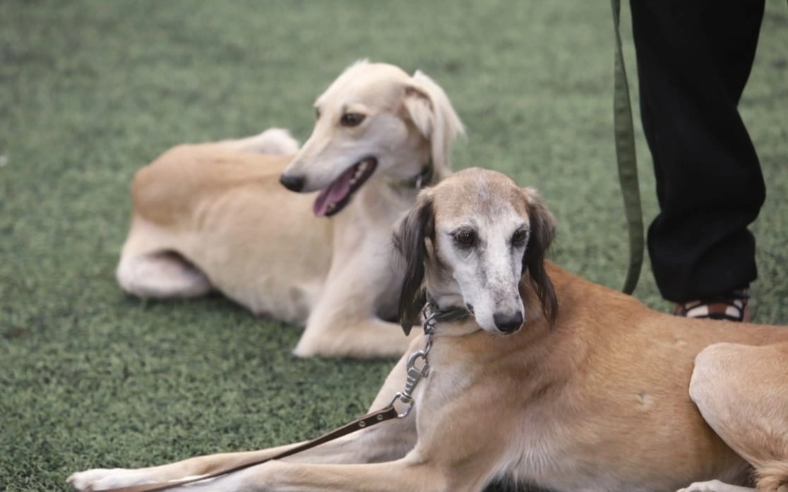 Новый праздник появится в Казахстане — День казахского тазы и тобета