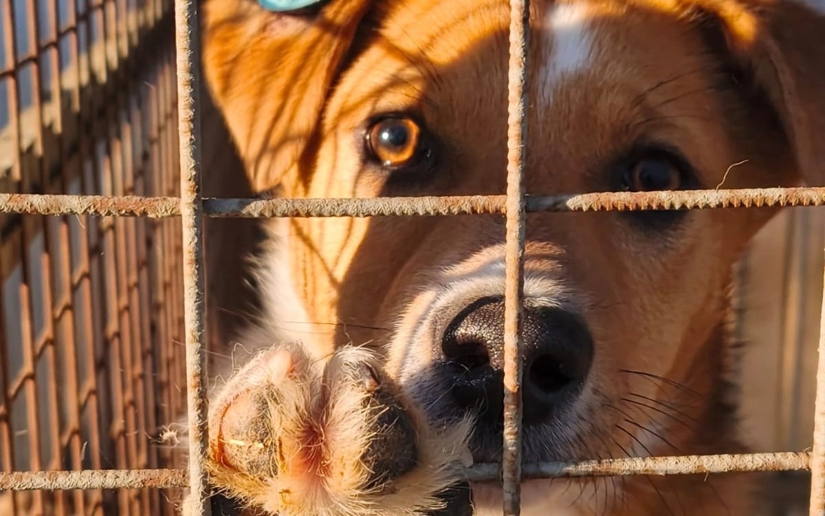 Депутат прокомментировал подходы к решению проблемы бездомных животных