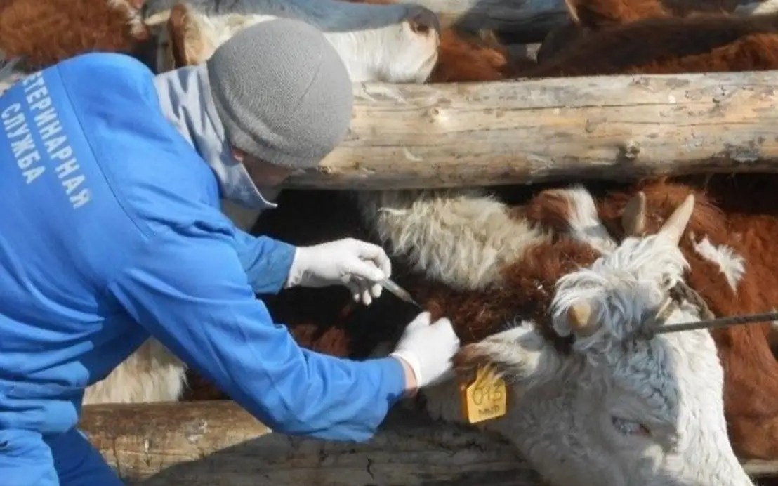 В ЗКО выздоровели все животные с ринотрахеитом