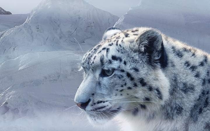 Казахстан сообщил о росте численности сайгаков