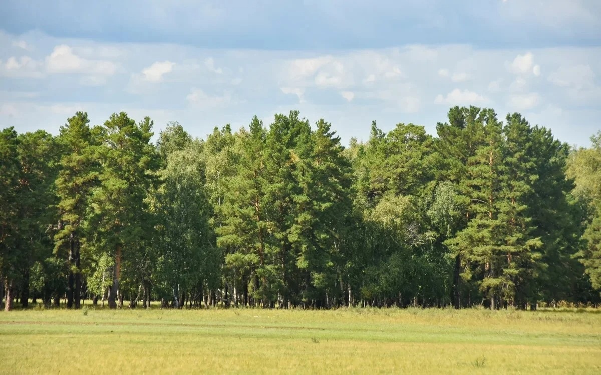 Правительство Казахстана передало лесхозам участки лесфонда