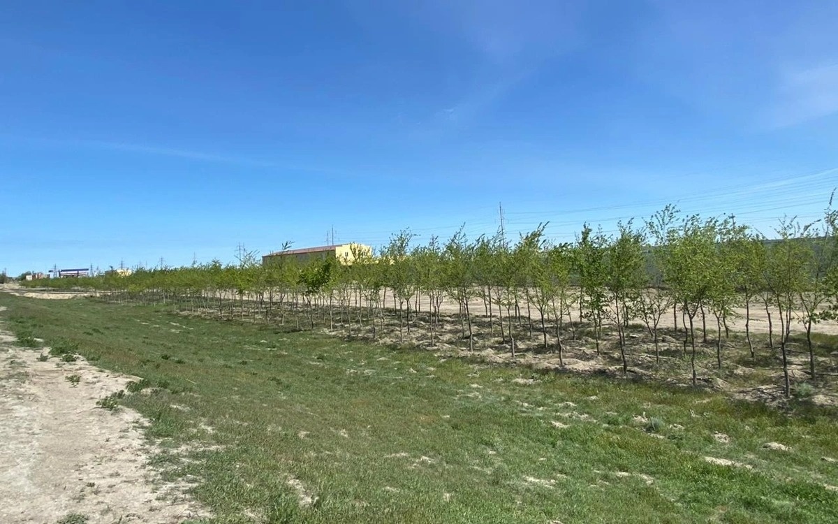 Прокуратура выявила нарушения в озеленении Атырау