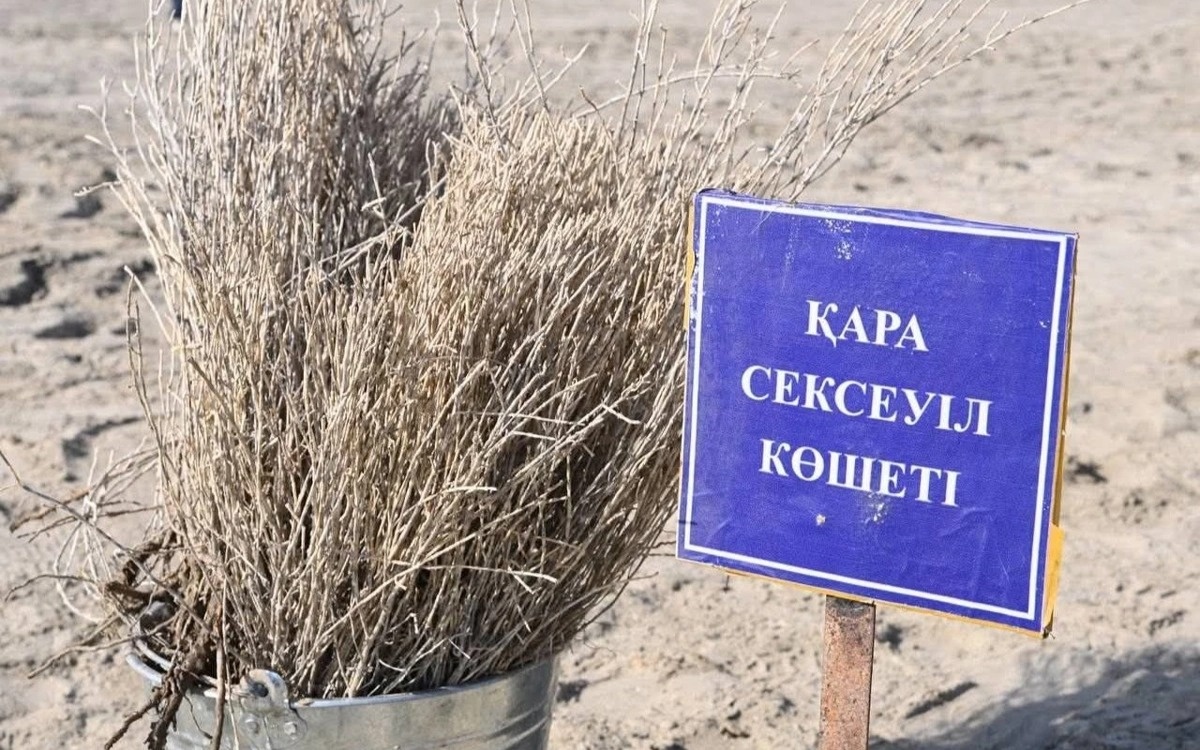 В Казахстане высадили саксаул на 1,09 млн гектаров