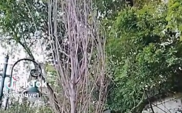 Акимат Алматы ответил на жалобы о высыхающих деревьях