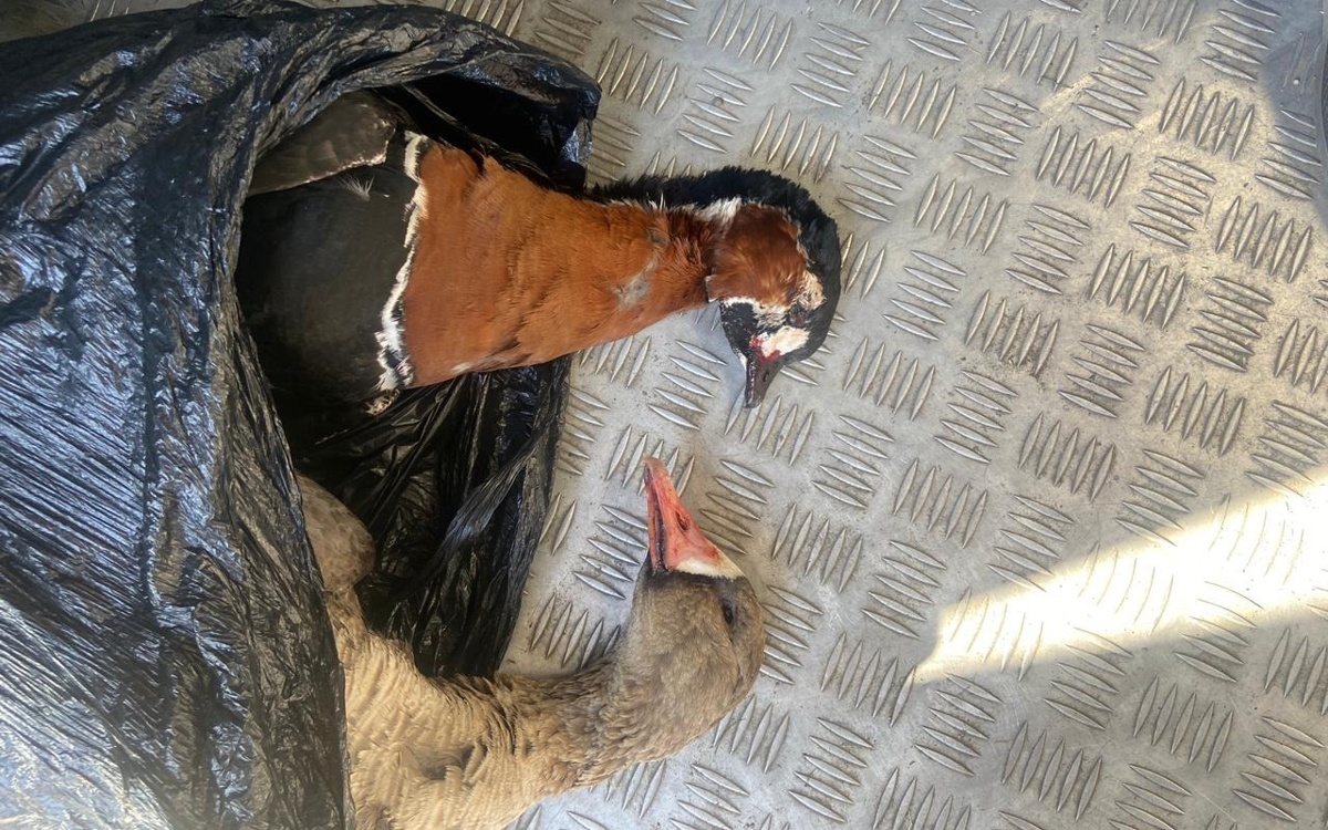 Полиция нашла в авто костанайца редких птиц