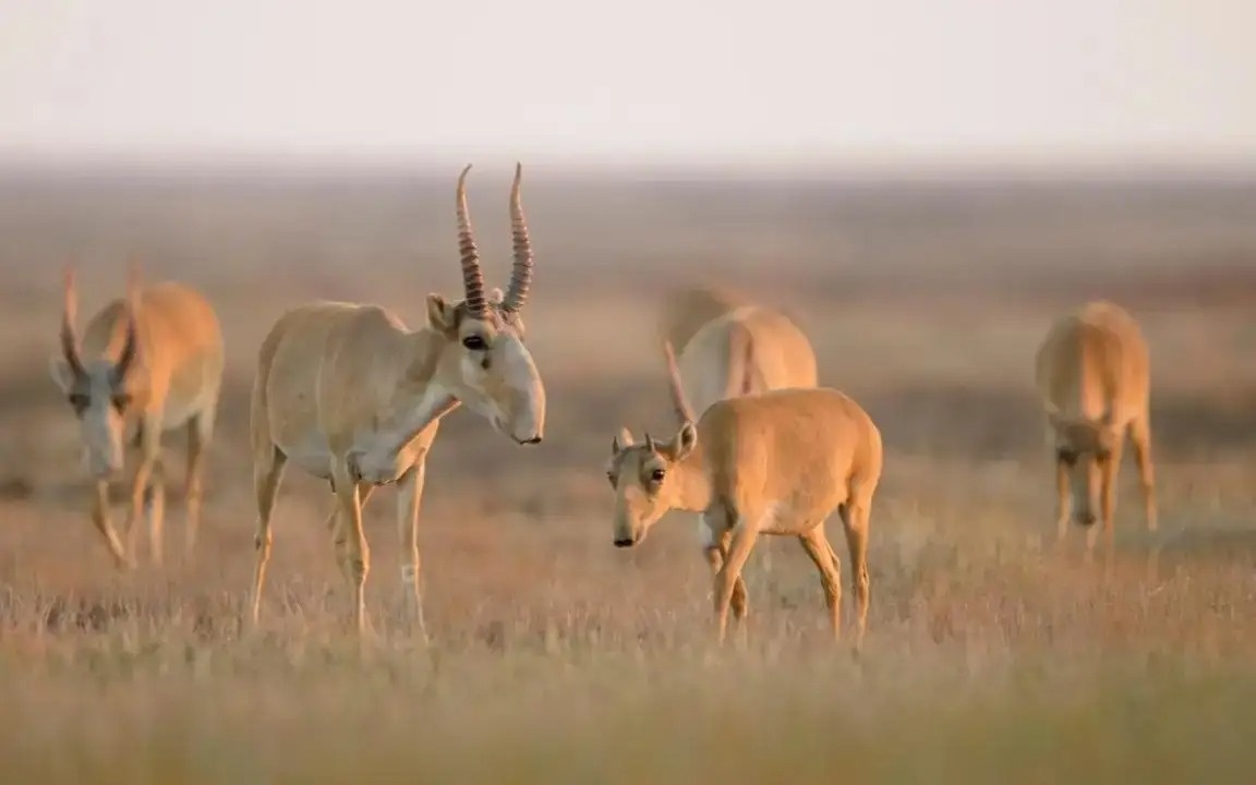В ЗКО уничтожили 3 281 тушу сайгаков