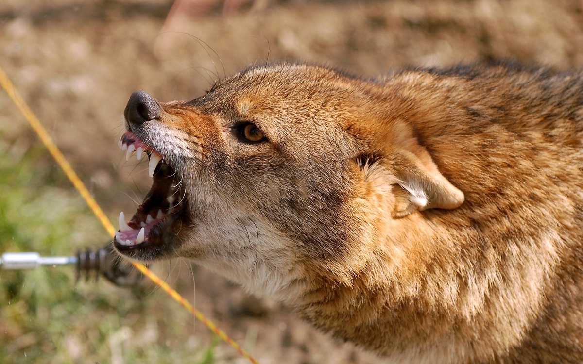 Шакал напал на ребенка в Туркестанской области