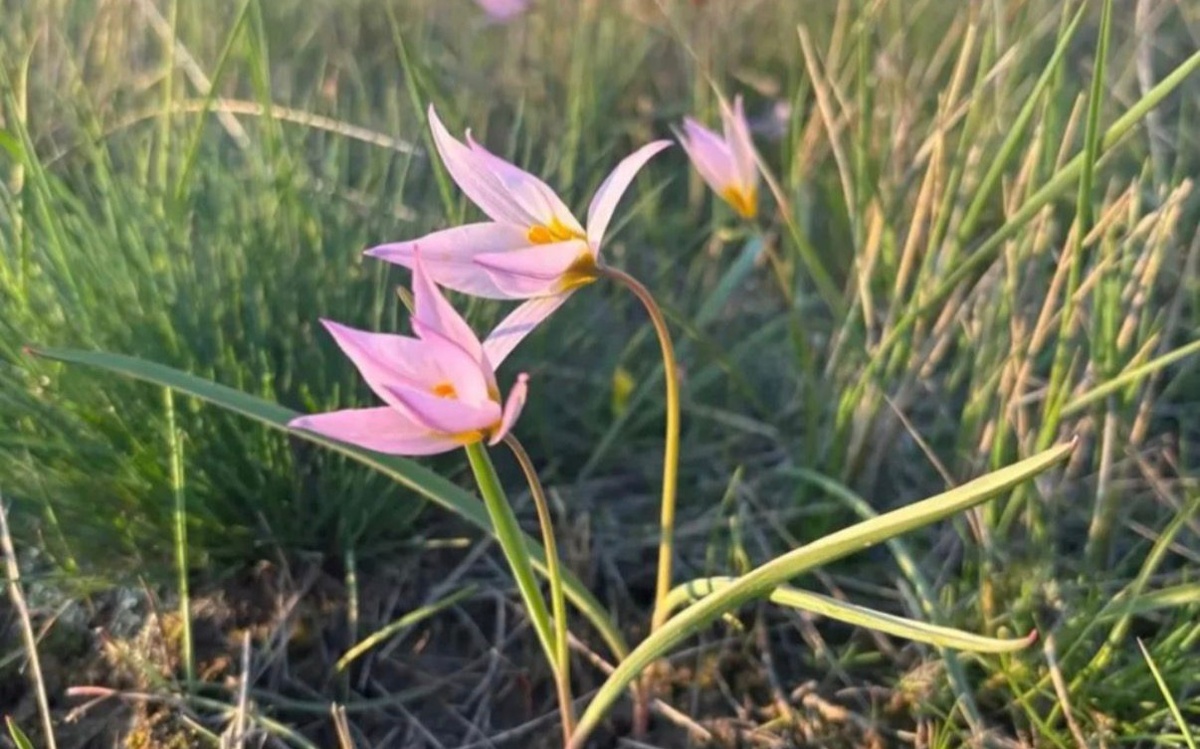 В Костанайской области зацвел краснокнижный тюльпан