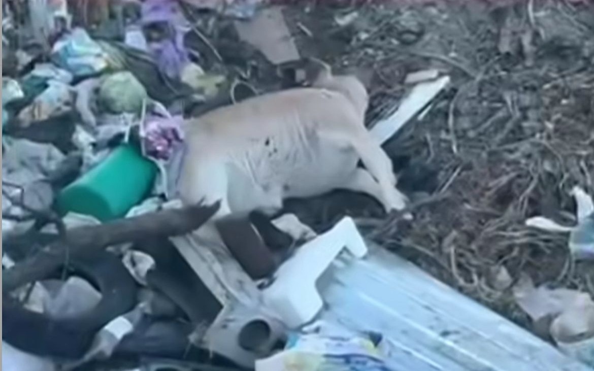 Акимат Жетысу пообещал очистить опасную свалку