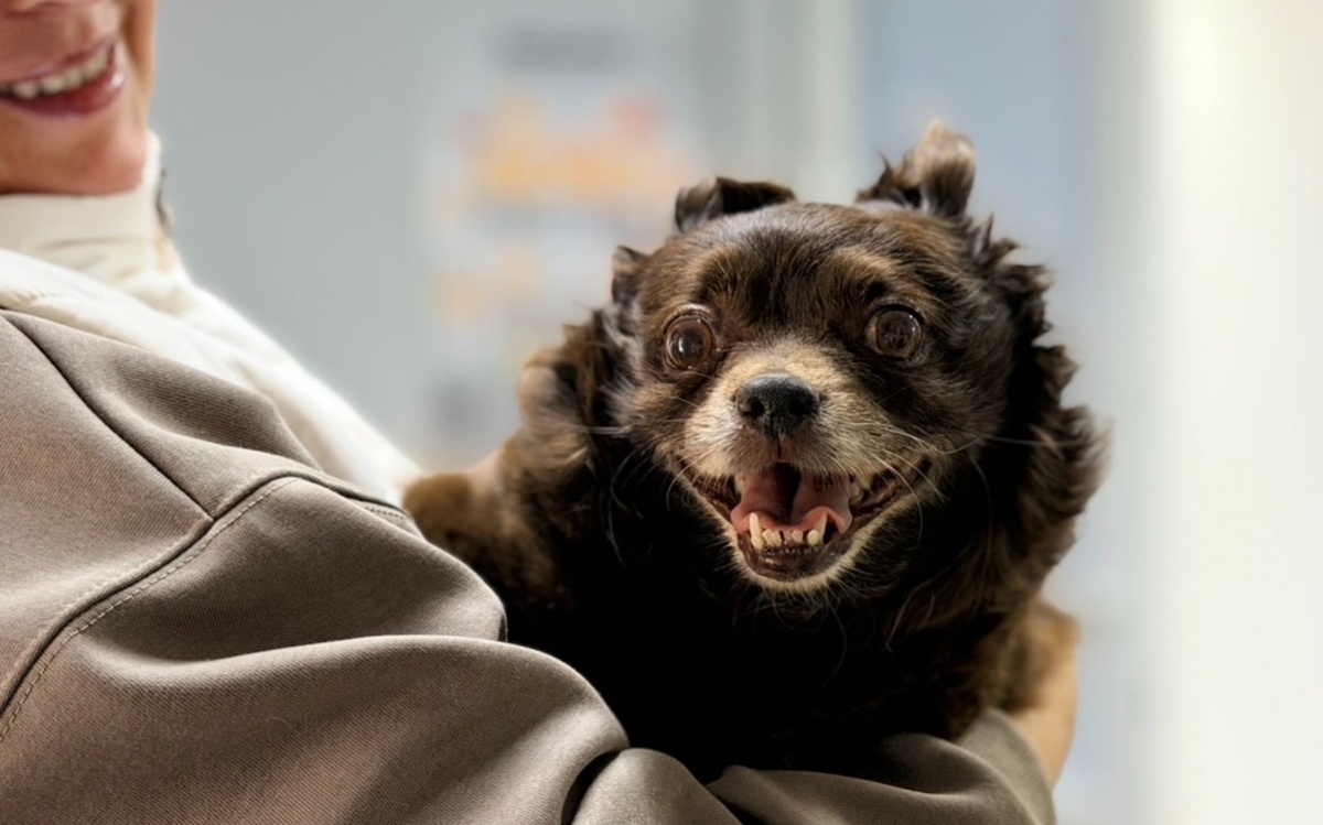 Ветврач VetLab рассказала о работе без пауз