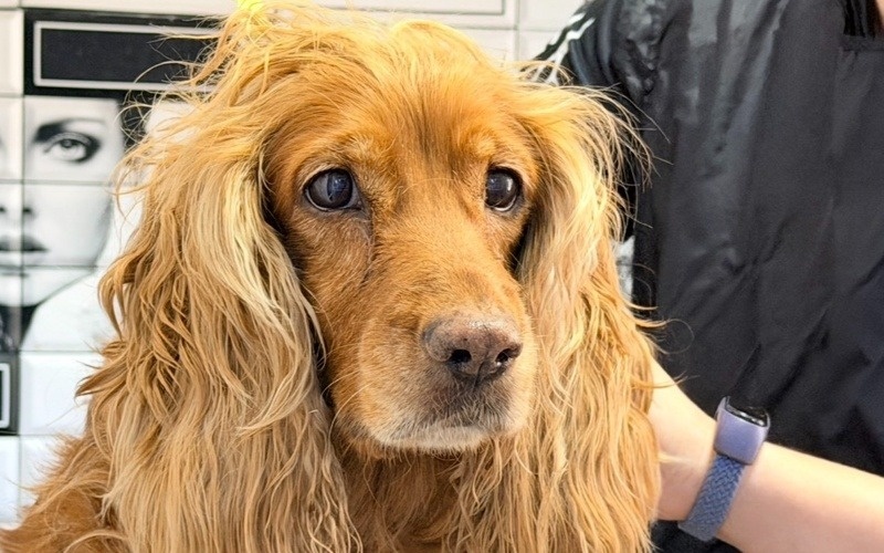 Сенат исключил термин «эвтаназия» из закона